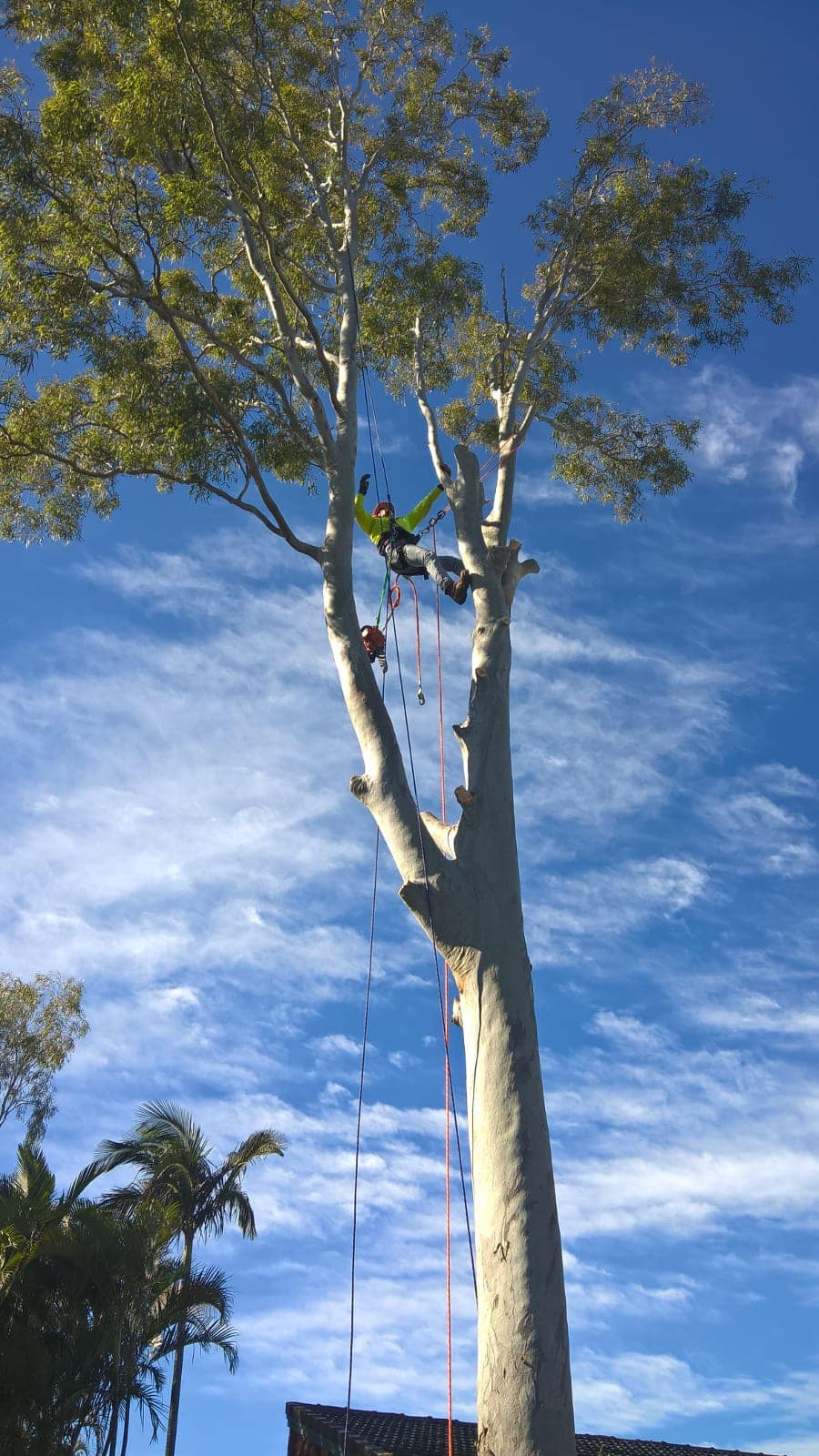 Tree Lopping & Removal Brisbane | Fully Insured | Tree Clear